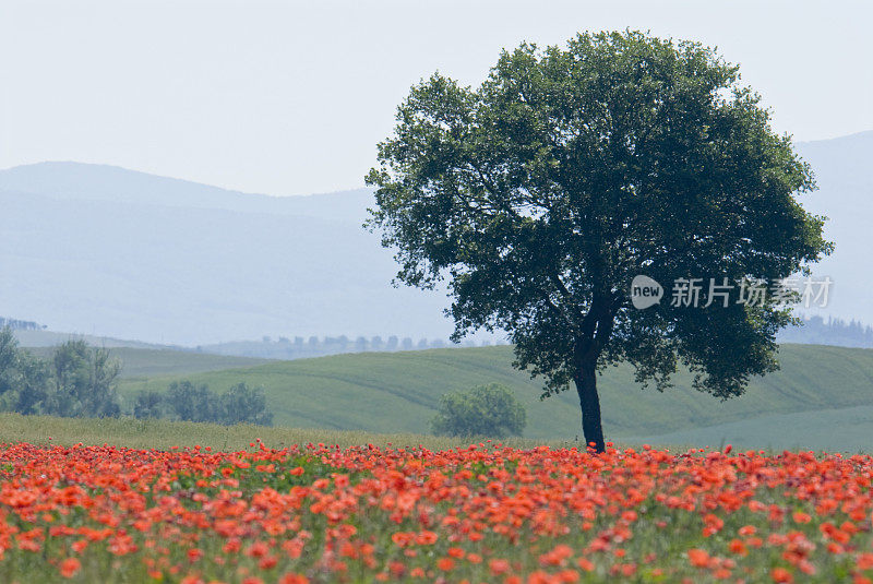 托斯卡纳的罂粟花田