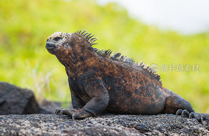 加拉帕戈斯群岛海鬣蜥