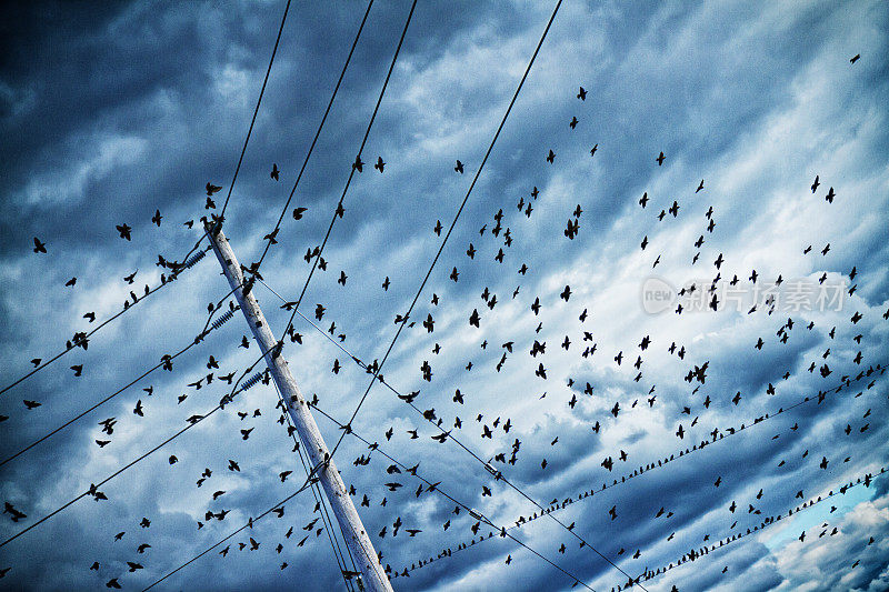 乡村电线上的大鸟群与暴风雨的天空
