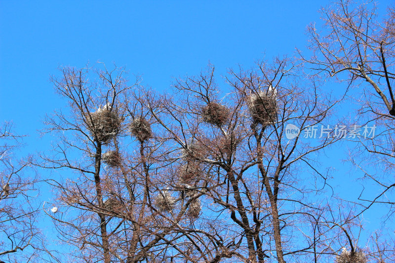 共同Storks