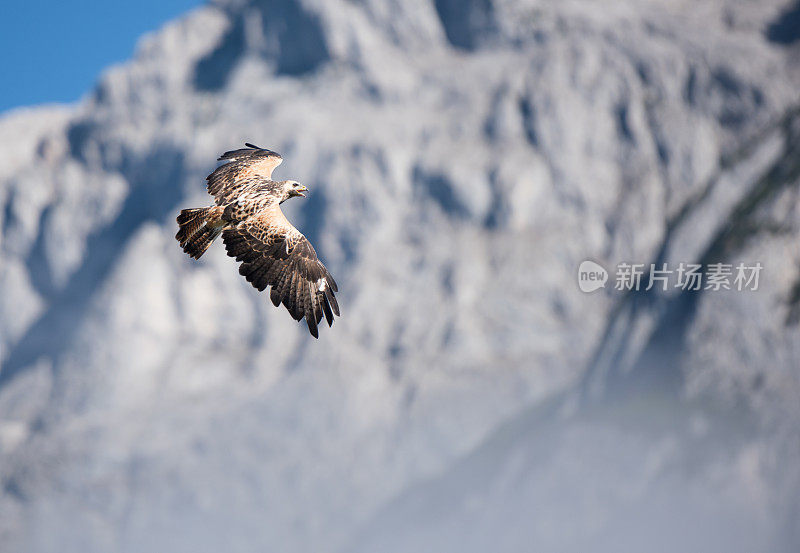 M?usebussard，布特奥布特奥，飞行中的欧亚秃鹰