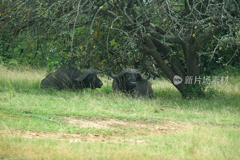 卢旺达:两头水牛在Akagera国家公园休息