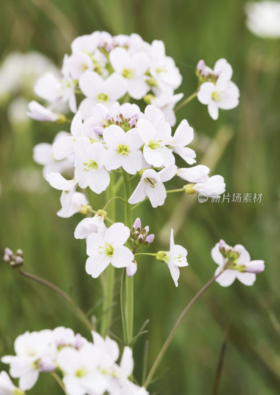 杜鹃花(草地碎米)