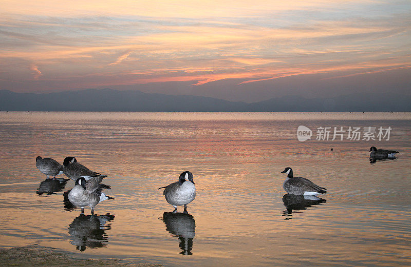 太浩湖鹅