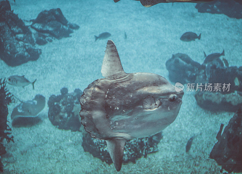 太阳鱼在一个巨大的蓝色水族馆