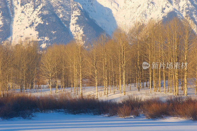 白杨树在冬季雪与山背景