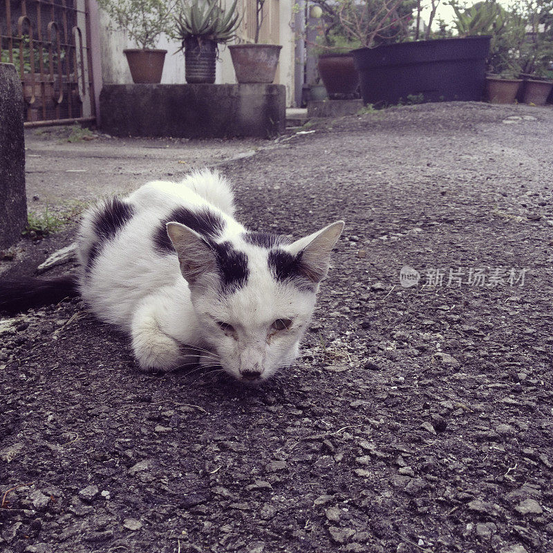 槟城街头的流浪猫