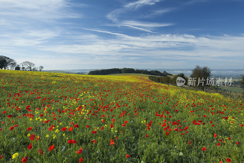 秋天多塞特郡poppyfield