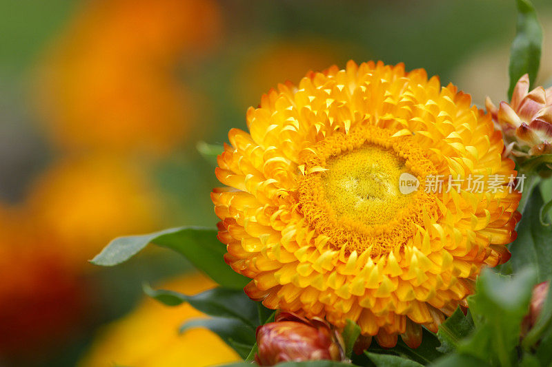 橙色Strawflower