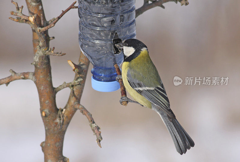 食槽上的大山雀