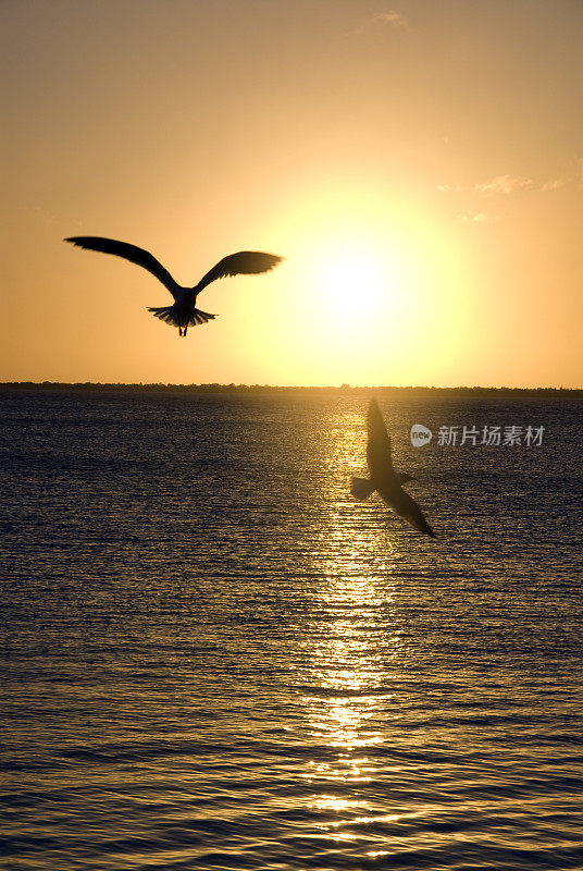 《飞向夕阳