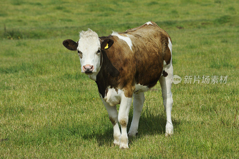 棕色和白色的小牛站在苏格兰的田野里
