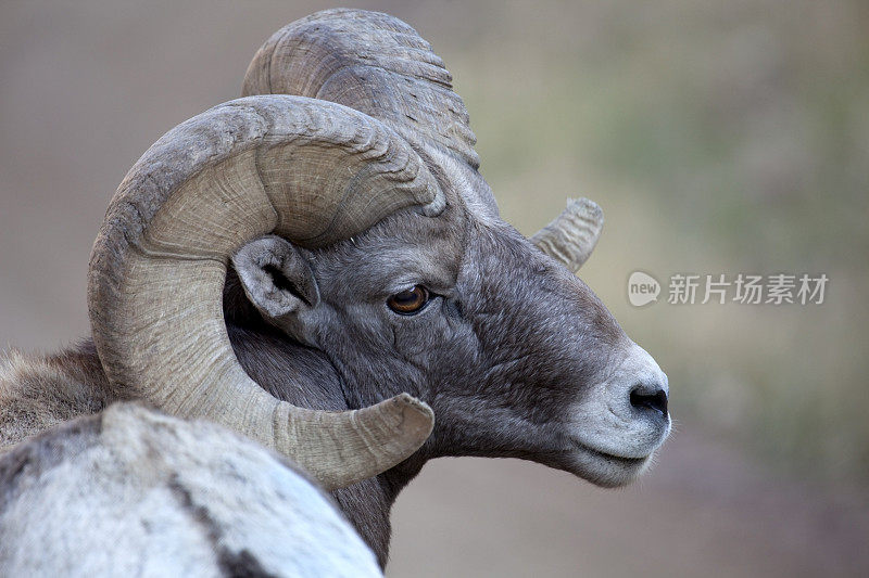 成年大角大角绵羊，科罗拉多州