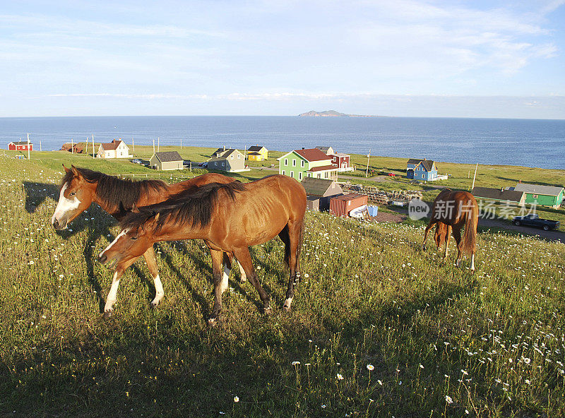 莫德林岛绿色山丘上的农场马