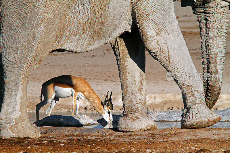 非洲象遇见跳羚