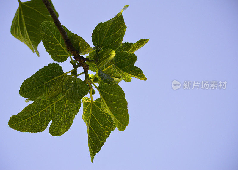 无花果树的叶子背景