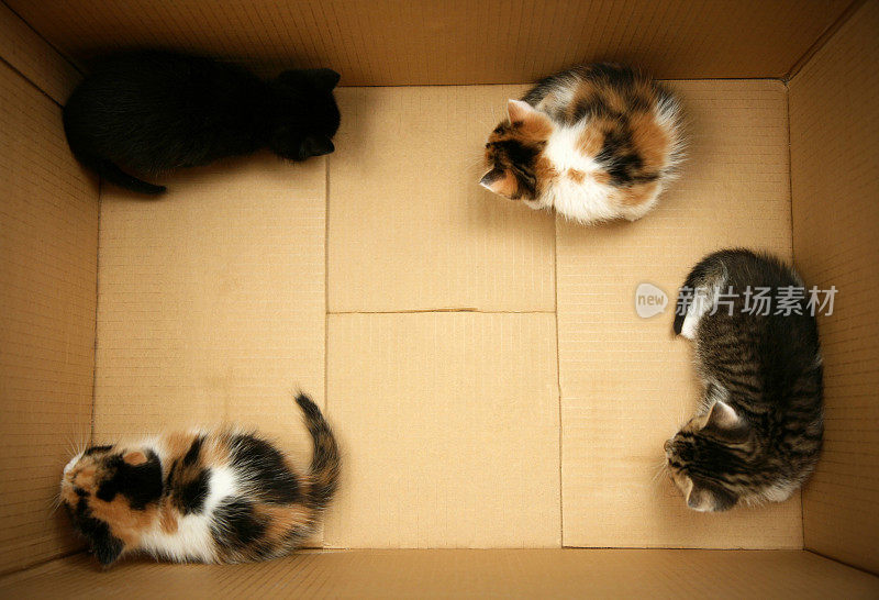 纸箱里的小猫