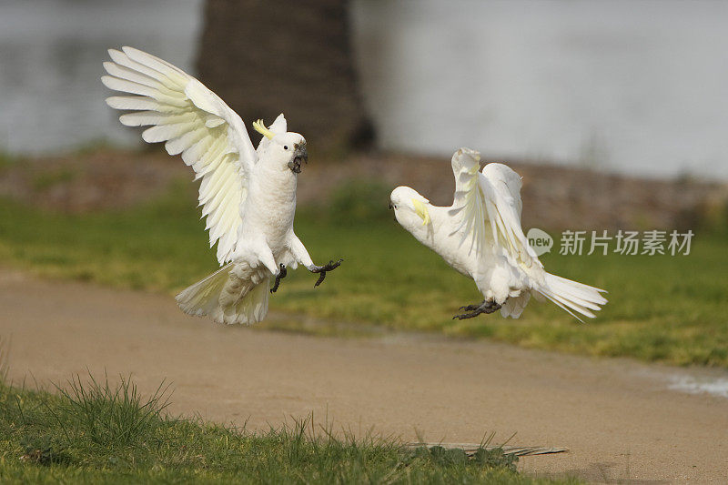 小鹦鹉