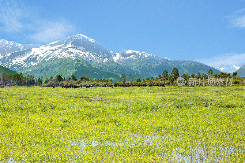 草地和远处的雪山