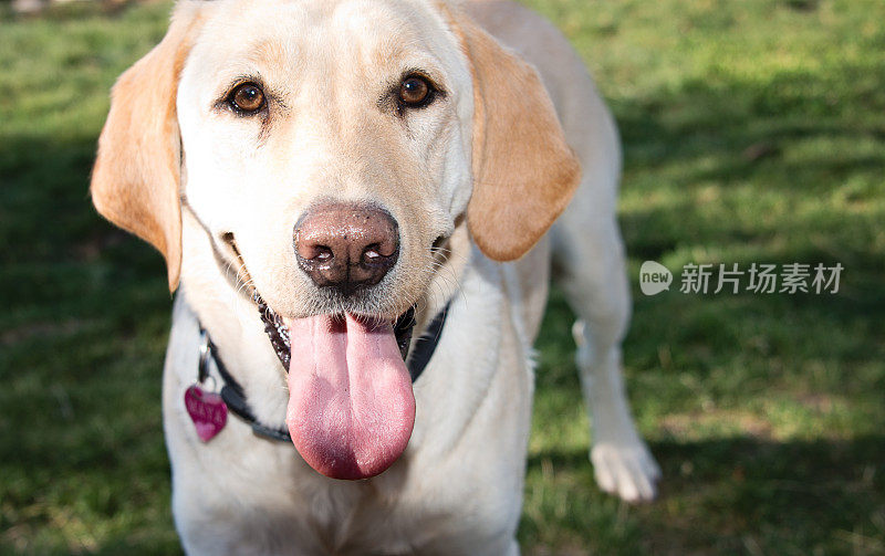 拉布拉多寻回犬的狗