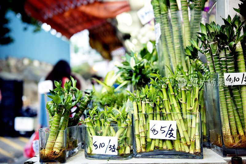 幸运竹在香港九龙花卉市场出售