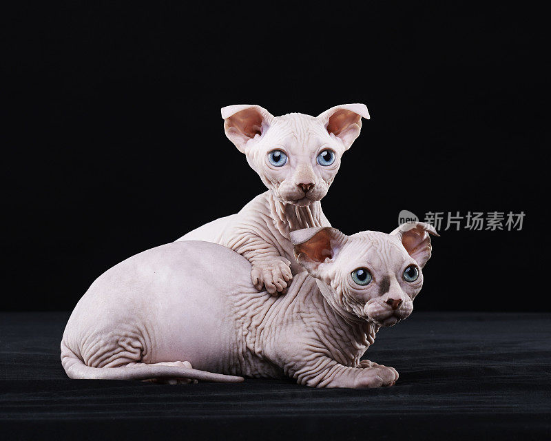 Sphynx猫兄弟