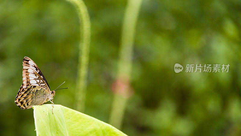 蝴蝶(帕瑟诺斯・西尔维亚)坐在一片热带树叶上