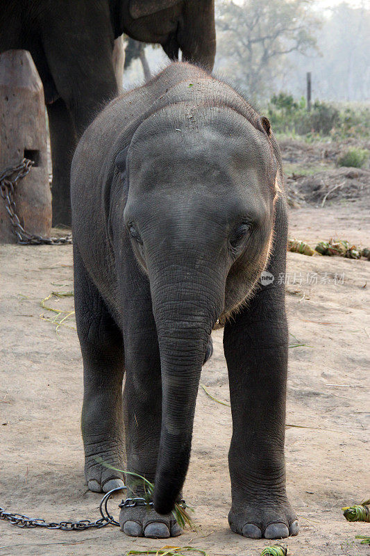 尼泊尔:Bharatpur的大象饲养中心