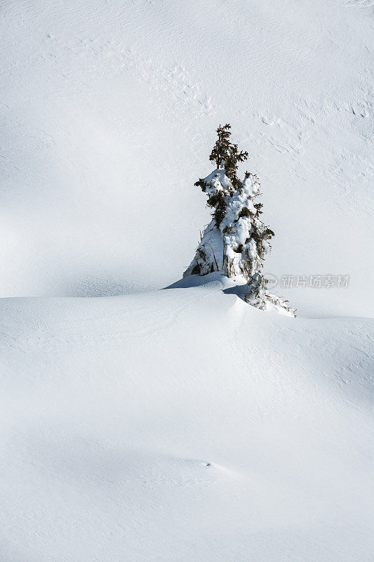 白雪覆盖的松树