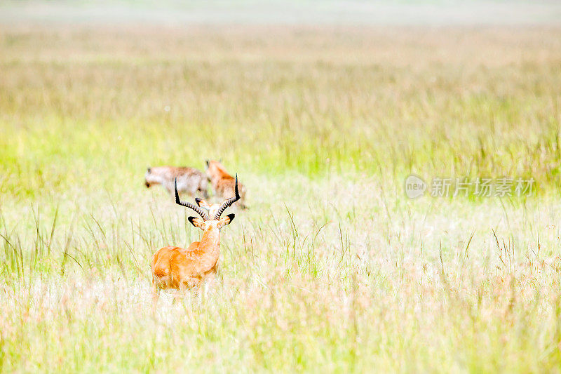 动物狩猎:鬣狗非常接近羚羊