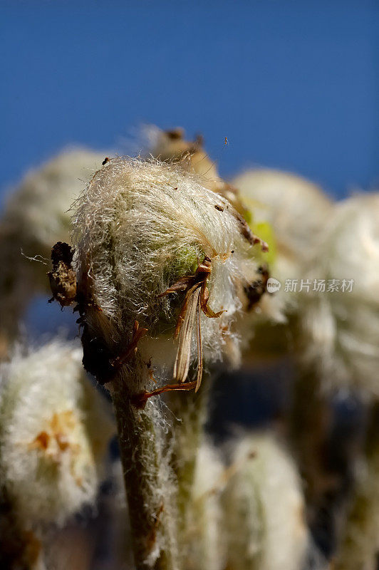 蕨类植物