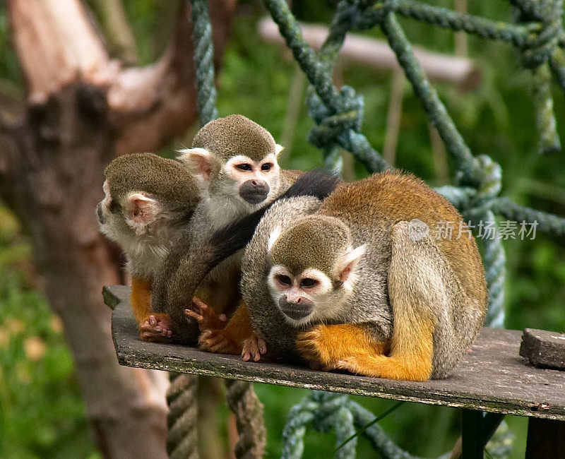 三个聪明的猴子