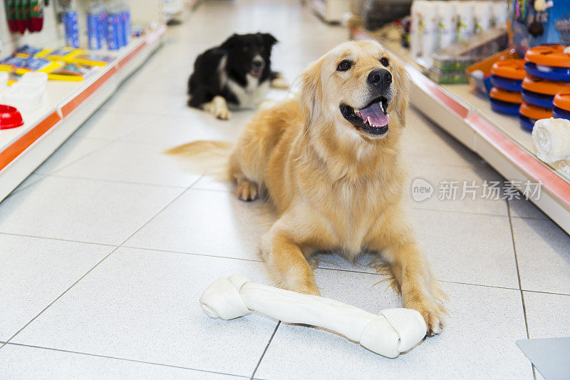 宠物店里可爱的金毛猎犬和大宠物骨头