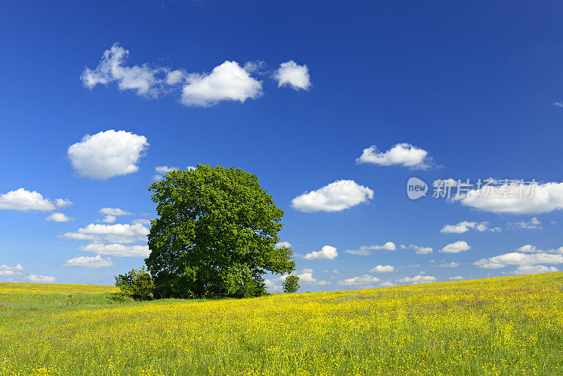 蓝天下野花草地上的橡树