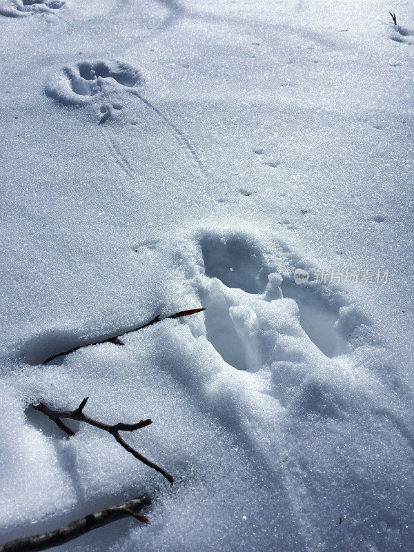 雪中兔子脚印的特写