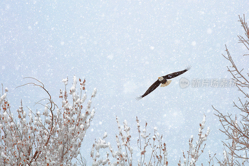 白头鹰在暴风雪中翱翔