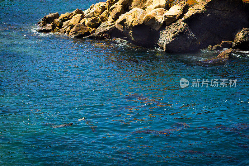 捕鲸者的海湾