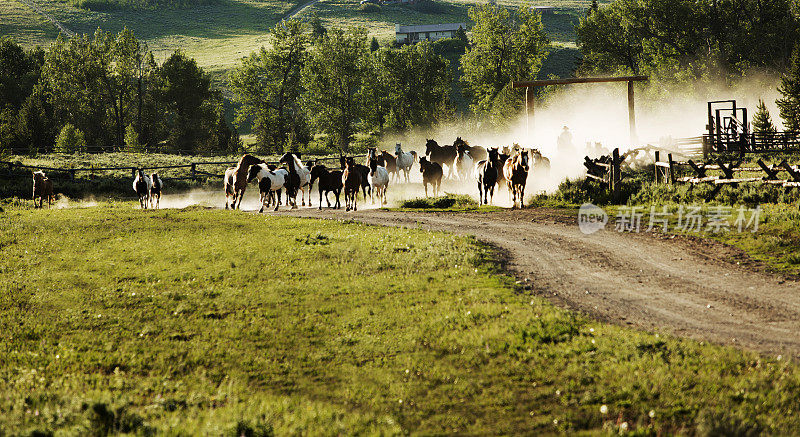 马被赶进美国蒙大拿州牧场的牧场。