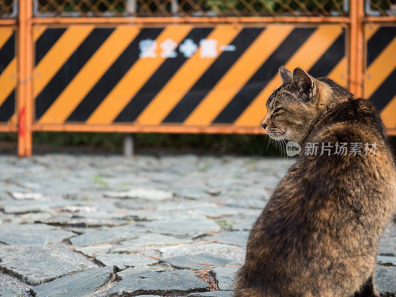 只流浪猫