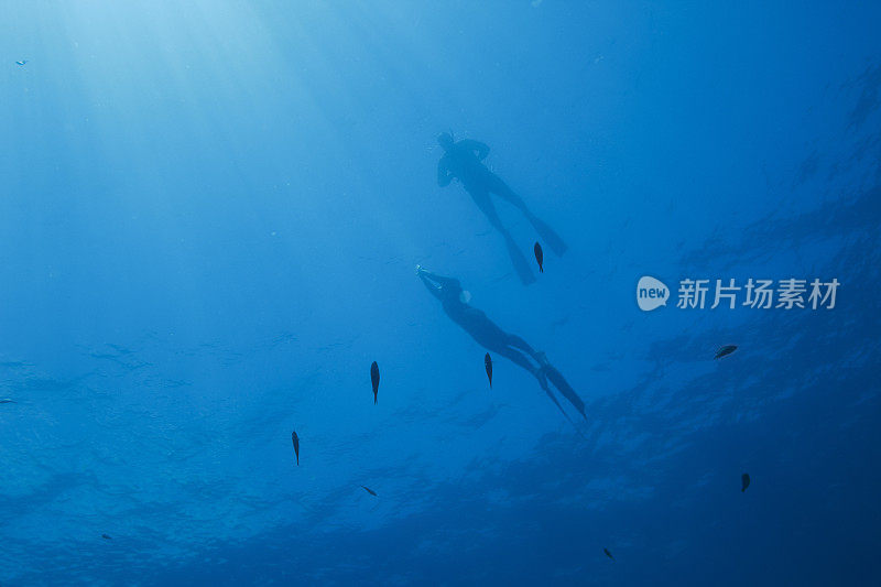 自由潜水夫妇男女浮潜水下潜水海上冒险