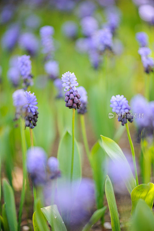 薰衣草花