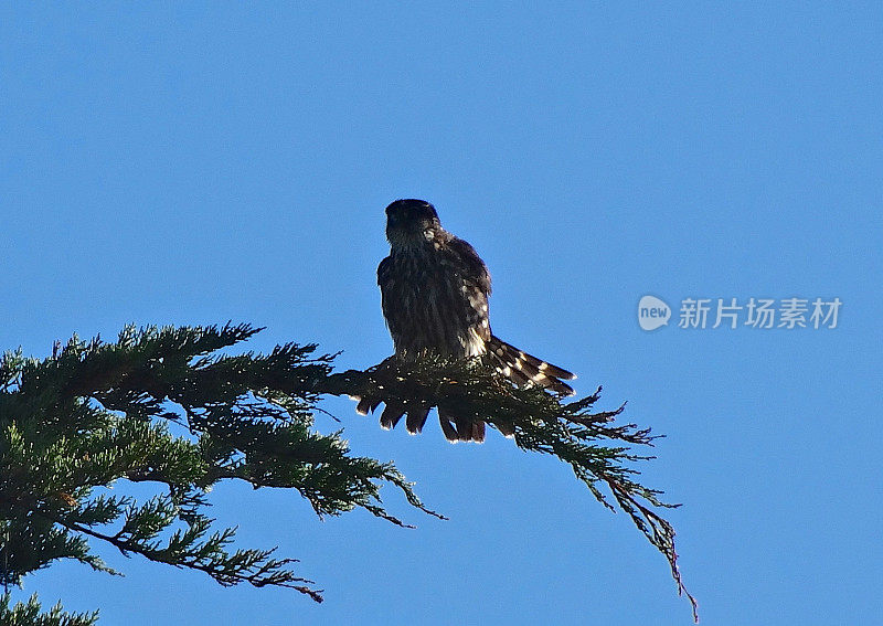 黑梅林尾扇