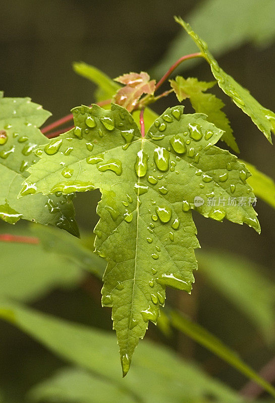 雨滴落在枫叶上