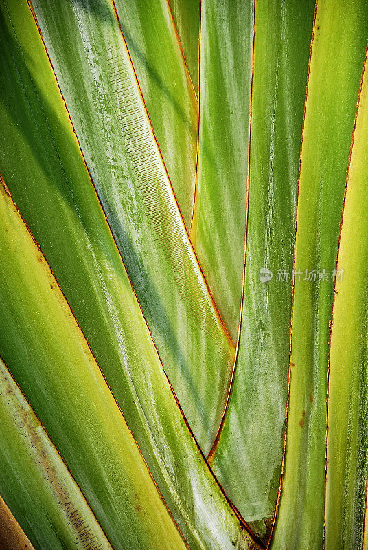 凤梨科植物的叶子