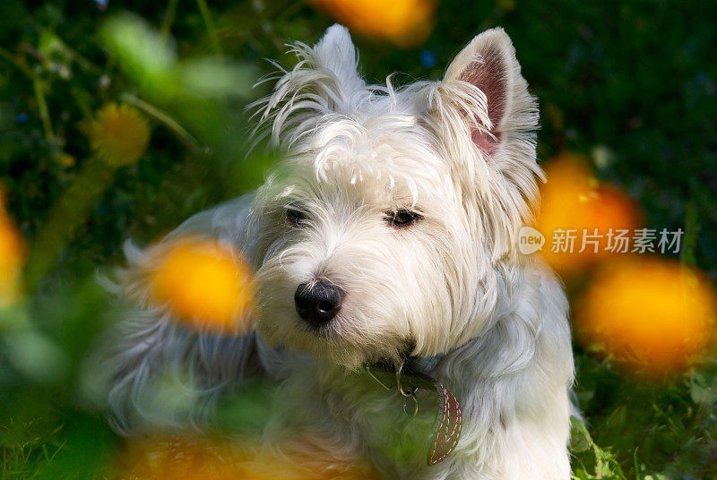 Westie的花