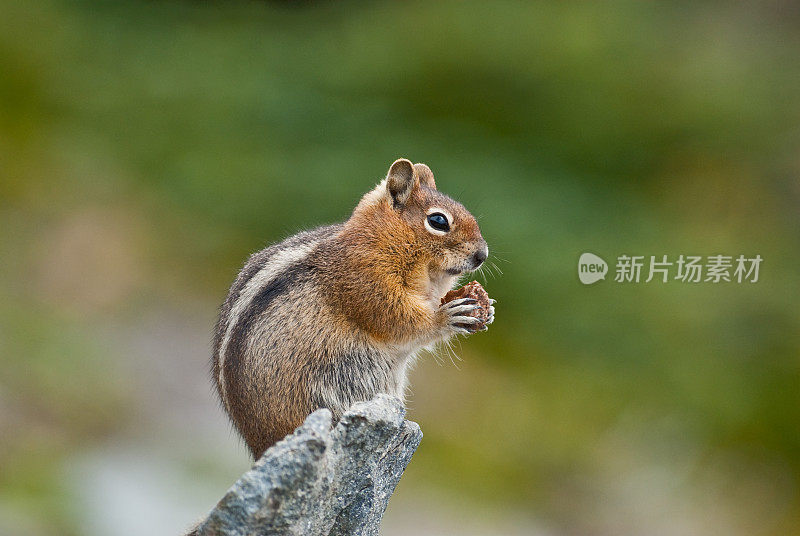 金毛地松鼠坐在岩石上吃