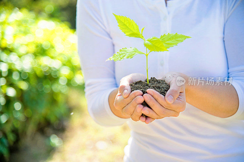 一株植物在女性手中