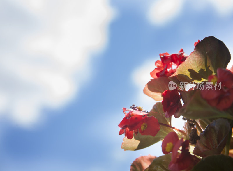 红色的秋海棠花映衬着夏日的蔚蓝天空。
