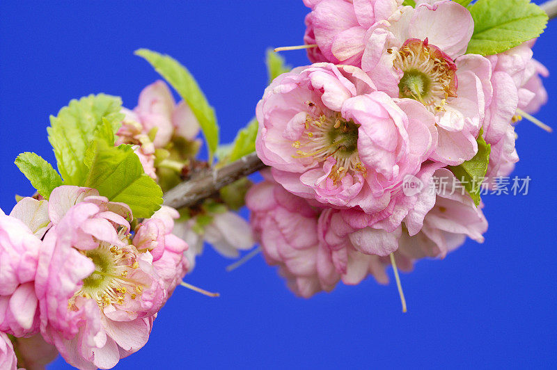 杏树开花