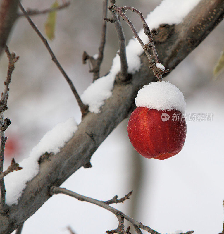 苹果农场